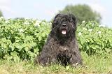 BOUVIER DES FLANDRES 015